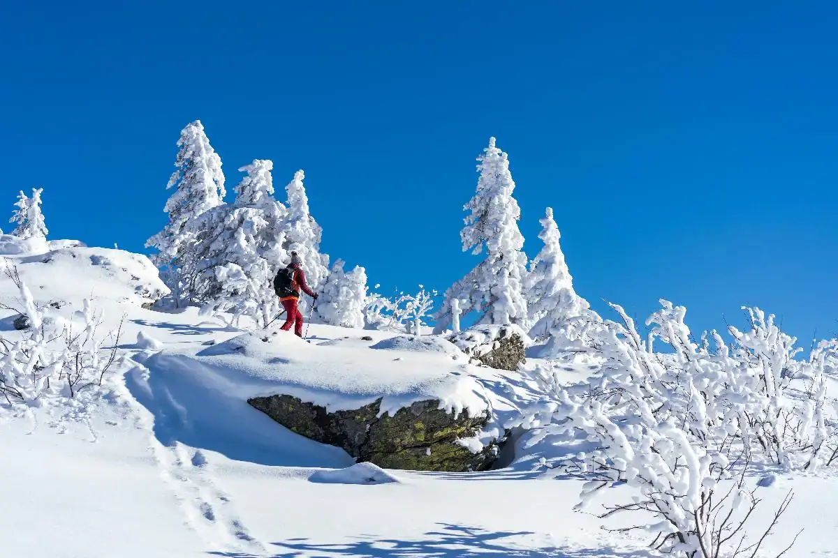Läufläufer im Bayerischen Wald steht zwischen schneebedeckten Bäumen unter einem klaren blauen Himmel.