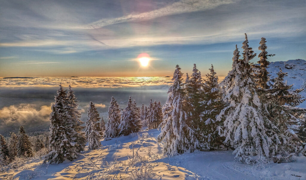 Schneebedeckte Bäume an einem Berghang mit der untergehenden Sonne über einem Wolkenmeer im Hintergrund.